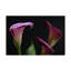«Three Lilies» par Slauson, reproduction de photo sur toile tendue-30355648