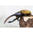 Hercules Beetle by Jonathan Austin Daniels