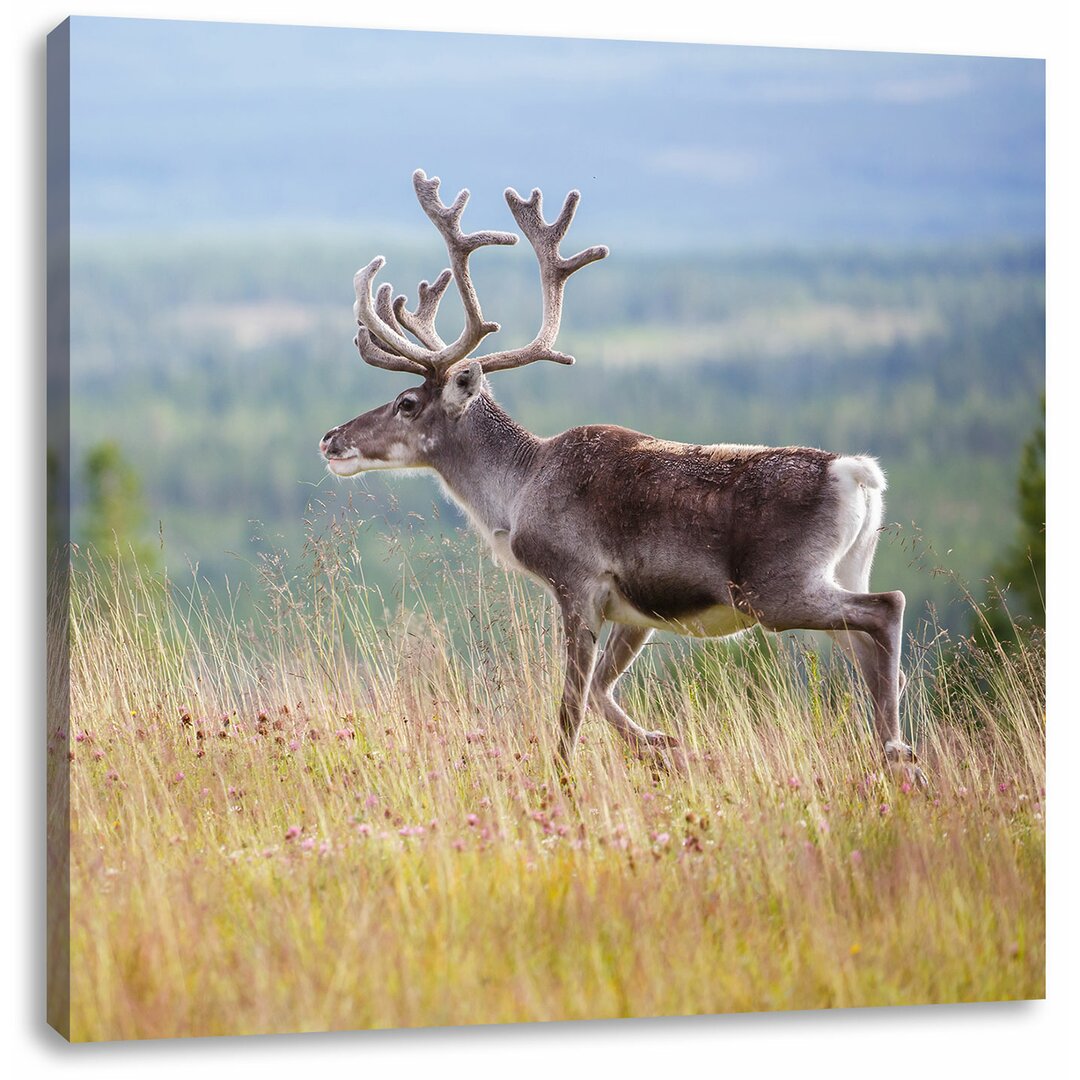 Leinwandbild Rentier in Norwegen