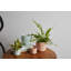 Ceramic Planter-1029774466-1029774467