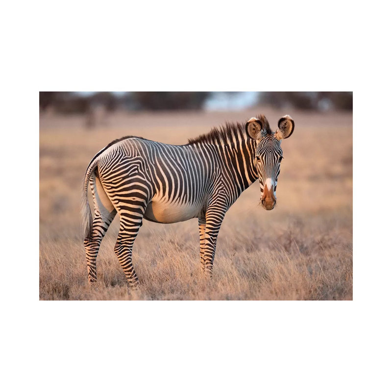 Grevy Zebra 1 Piece Wrapped Canvas Wall Art, 20.32 cm H x 30.48 cm W
