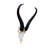 Aswath Real Springbok Antelope Skull