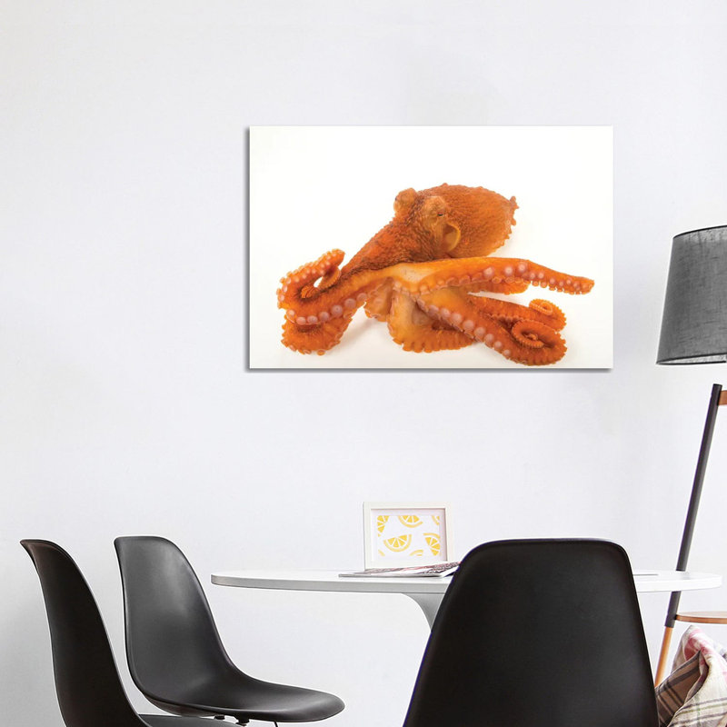 A Female Giant Pacific Octopus At The Alaska Sealife Center In Seward, AK II by Joel Sartore - Gallery-Wrapped Canvas Giclée on Canvas