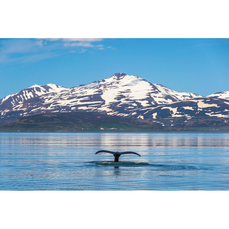 Whale Tail Submerging In Icelandic Fjord - Wrapped Canvas Print, 81cm H x 122cm W x 3.8cm D