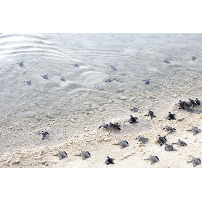 Turtle by MarcoMarchi - Wrapped Canvas Print
