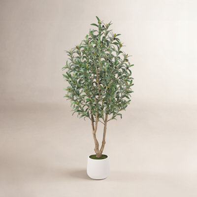 Olive Tree in Pot