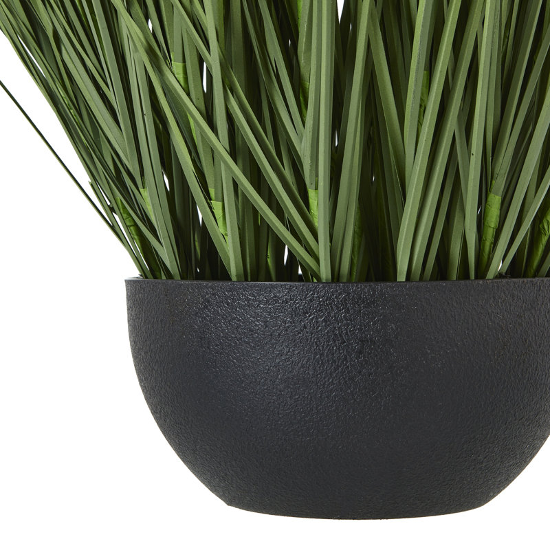 Andaiye 90cm Plant in Pot