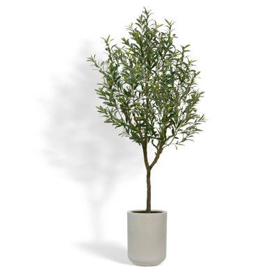 7FT Olive Tree KD