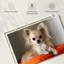 Crowhu Chihuahua sur un oreiller-111885233