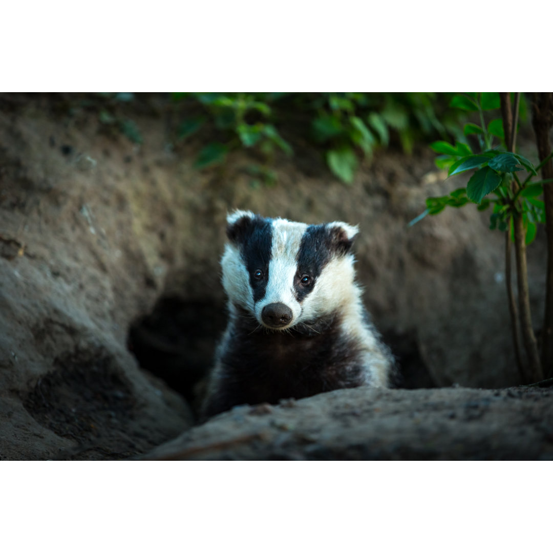 Leinwandbild Wild, Native, European Badger Facing Forward in Badger Set