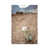 Wrapped Canvas