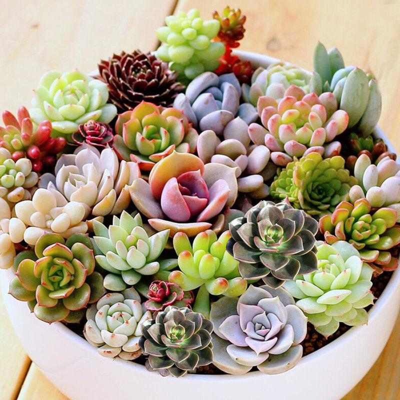 The Next Gardener Live Succulent Plant in Planter