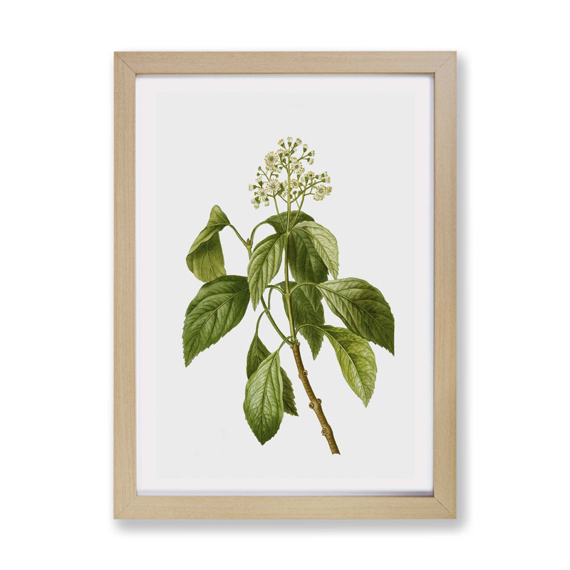 Climbing Hydrangea by Pierre-Joseph Redoute - Framed Print, 45cm H x 63cm W x 2cm D, Oak