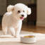 Flower Embossed Pattern Anti-skid Stoneware Dog Bowl-116384227