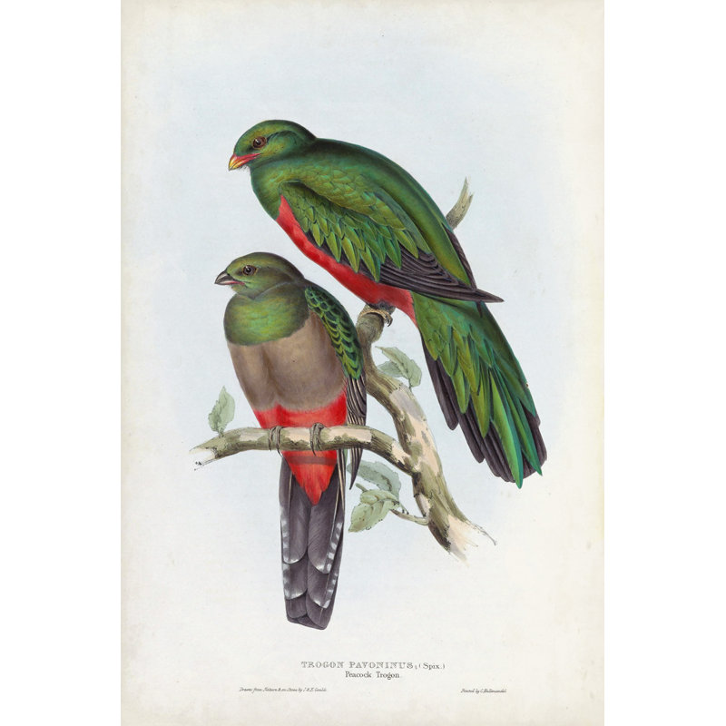 Gould Tropical Birds I - Wrapped Canvas Print, 76 cm H x 51 cm W, Black Floater Frame