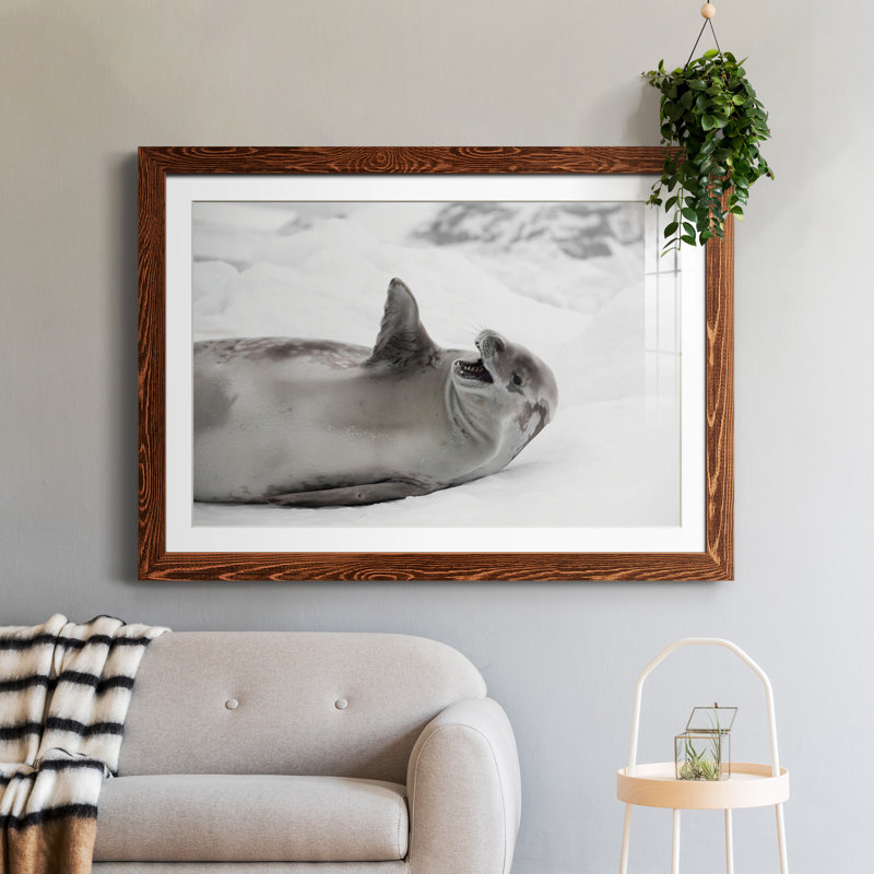 Laughing Seal - photographie avec cadre photo, Papier encadré érable, H 31,5 po x l 23,5 po x P 1,5 po