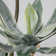 50'' Faux Succulent in Pot