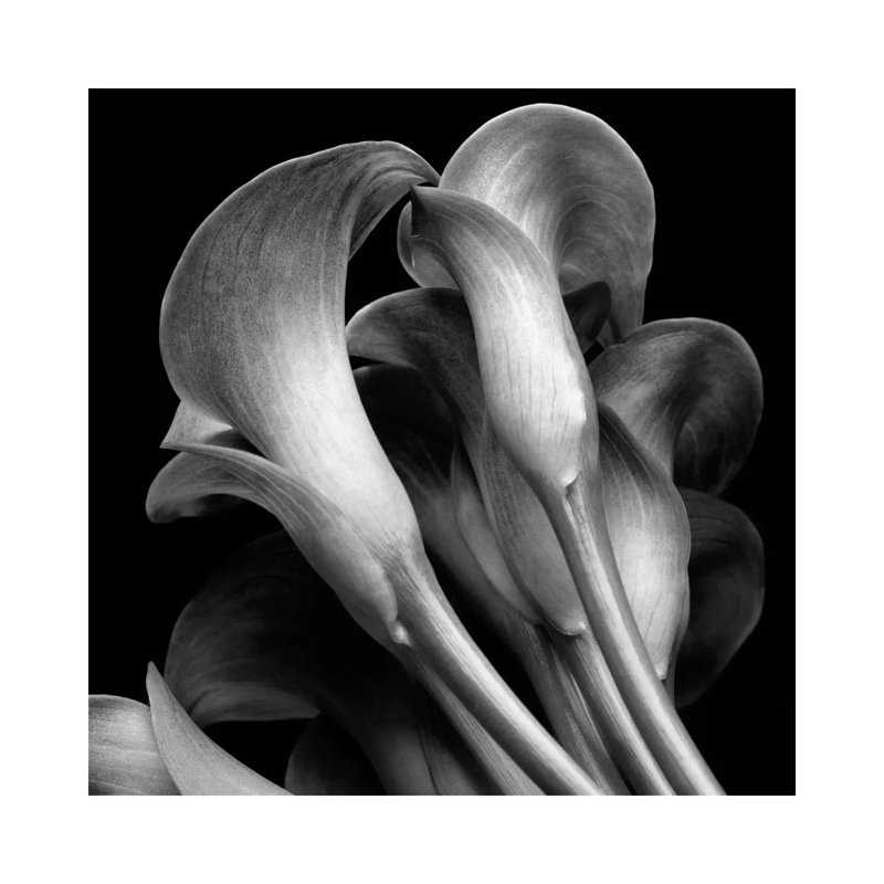 Lillies by Michael Harrison - Wrapped Canvas Print, 45.72 cm H x 45.72 cm W