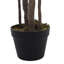 170cm Plant