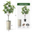 Arbre artificiel avec pot à fleurs en forme de faux drapeau Magnolia (pot en pot et arbre)-104347620
