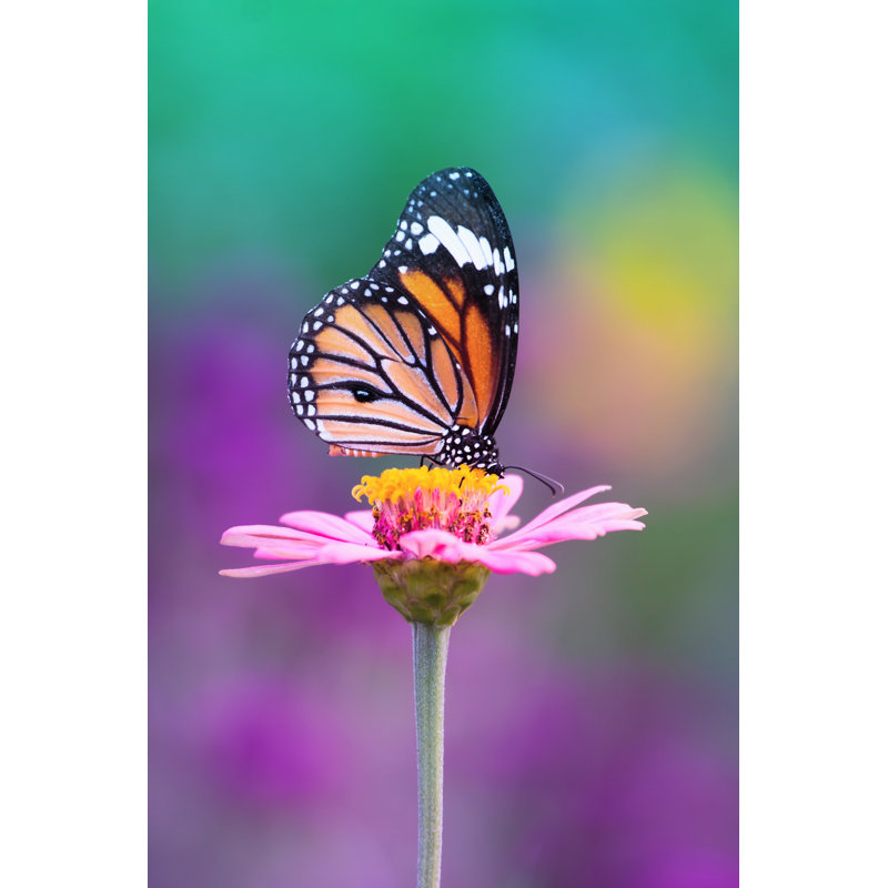 Butterfly by Beerphotographer - Wrapped Canvas Print, 76cm H x 51cm W