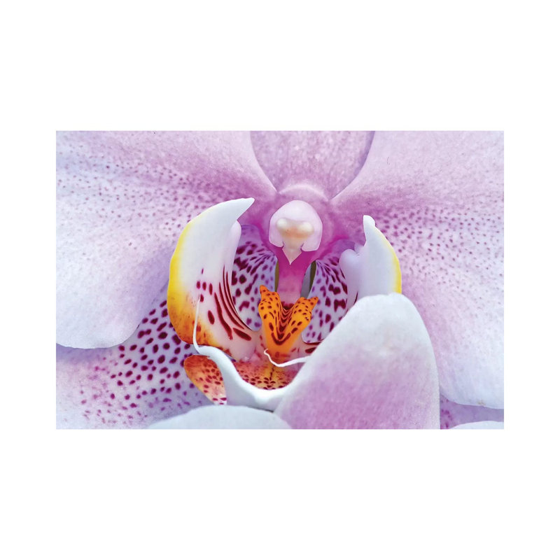 Orchid by Brian Wolf - Wrapped Canvas Print