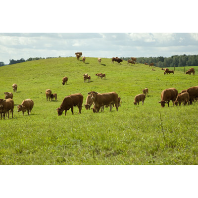 " Limousin Cattle "