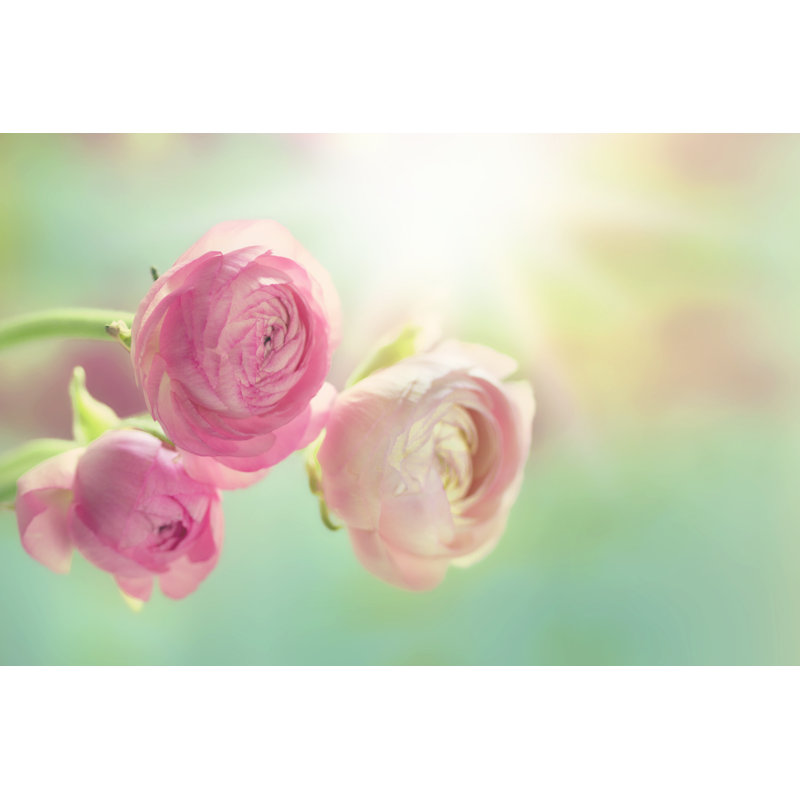 Pink Ranunculus - Wrapped Canvas Print, 20cm H x 30cm W x 3.8cm D