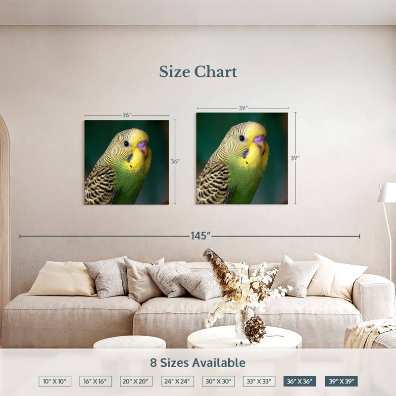 Crowle Budgie Close Up
