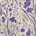 Purple/Green/Beige