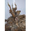 «Coming Through The Rye Remington», sculpture en bronze Nifao