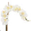 Phalaenopsis Orchid With Bamboo In Glass Vase