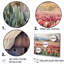 «Countryside Tulip Flowers Field» sur impression sur toile-97047568-97047572