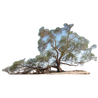 Arbre en forme d'arbre de vie