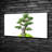 Bonsai Tree - No Frame Print on Canvas