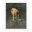 Shell Seeker