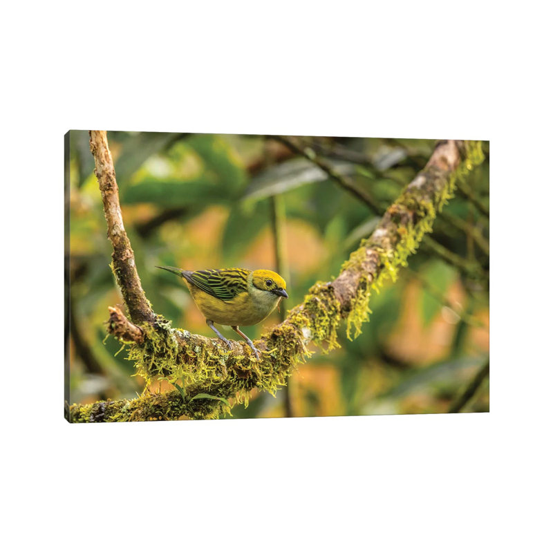 Costa Rica, La Paz River Valley. Captive Golden-Hooded Tanager in La Paz Waterfall Garden. 1 Piece Wrapped Canvas Wall Art