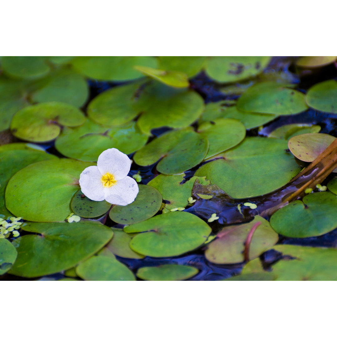 Weiße Blume von Mittudomen - Druck