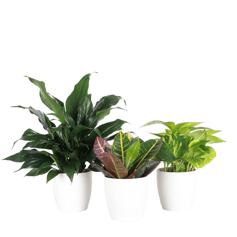 Plant in Pot, White