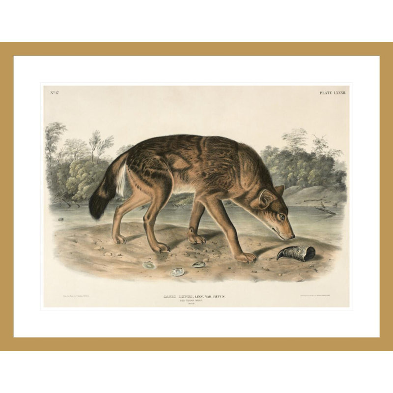 Red Texas Wolf (Canis Lupus) par John James Audubon, impression giclée encadrée, H 23,17 po x l 29,5 po