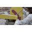 Corbeau méditerranéen-829457911-829457896-829457905