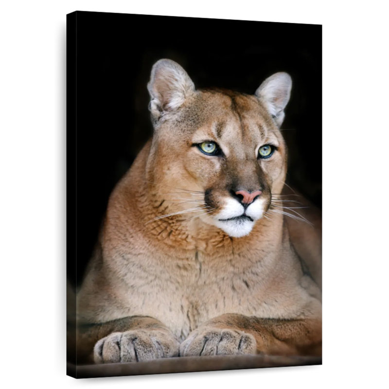 Chat sauvage majestueux Brampt, H 51 po x l 34 po