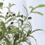 Olive artificielle 6 "en pot