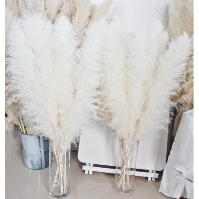 40'' Pampas Grass Plant