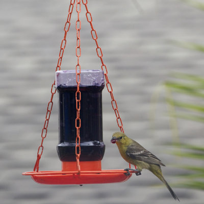 Mangeoire pour colibris Kowalewski Oriole Jelly