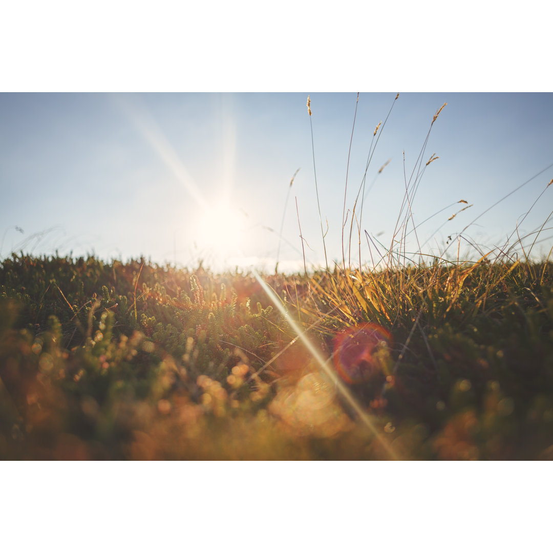 Summer Meadow