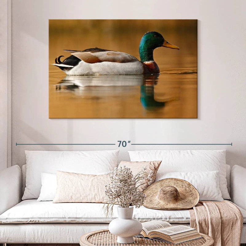 Canard colvert Brampt, H 32 po x l 48 po