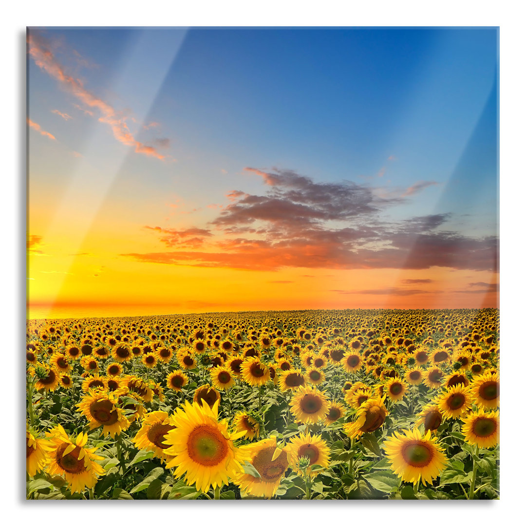 Ungerahmtes Foto auf Glas "Sunflowers at Sunset"