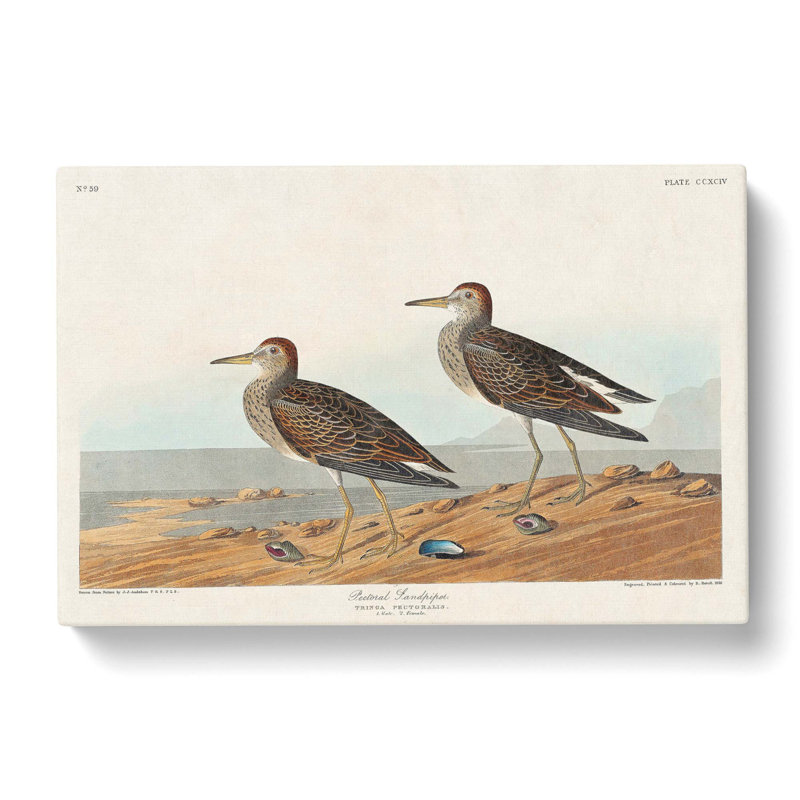 Pectoral Sandpipers by John Audubon - Wrapped Canvas, 35cm H x 50cm W x 3cm D