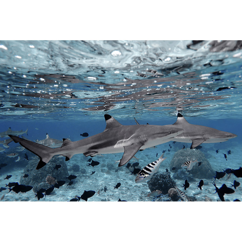 Shark Reflections - Wrapped Canvas Print, 30cm H x 46cm W x 3.8cm D